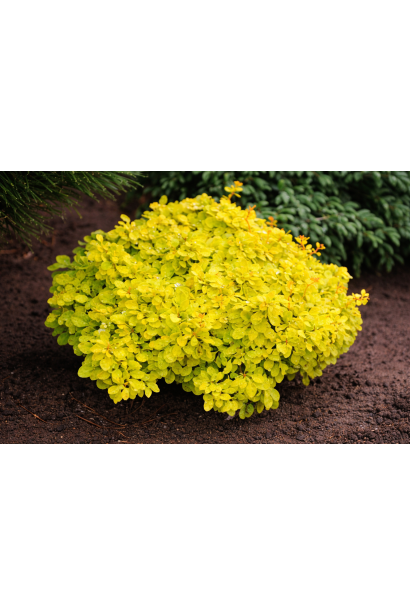 Барбарис Голдаліта у саду